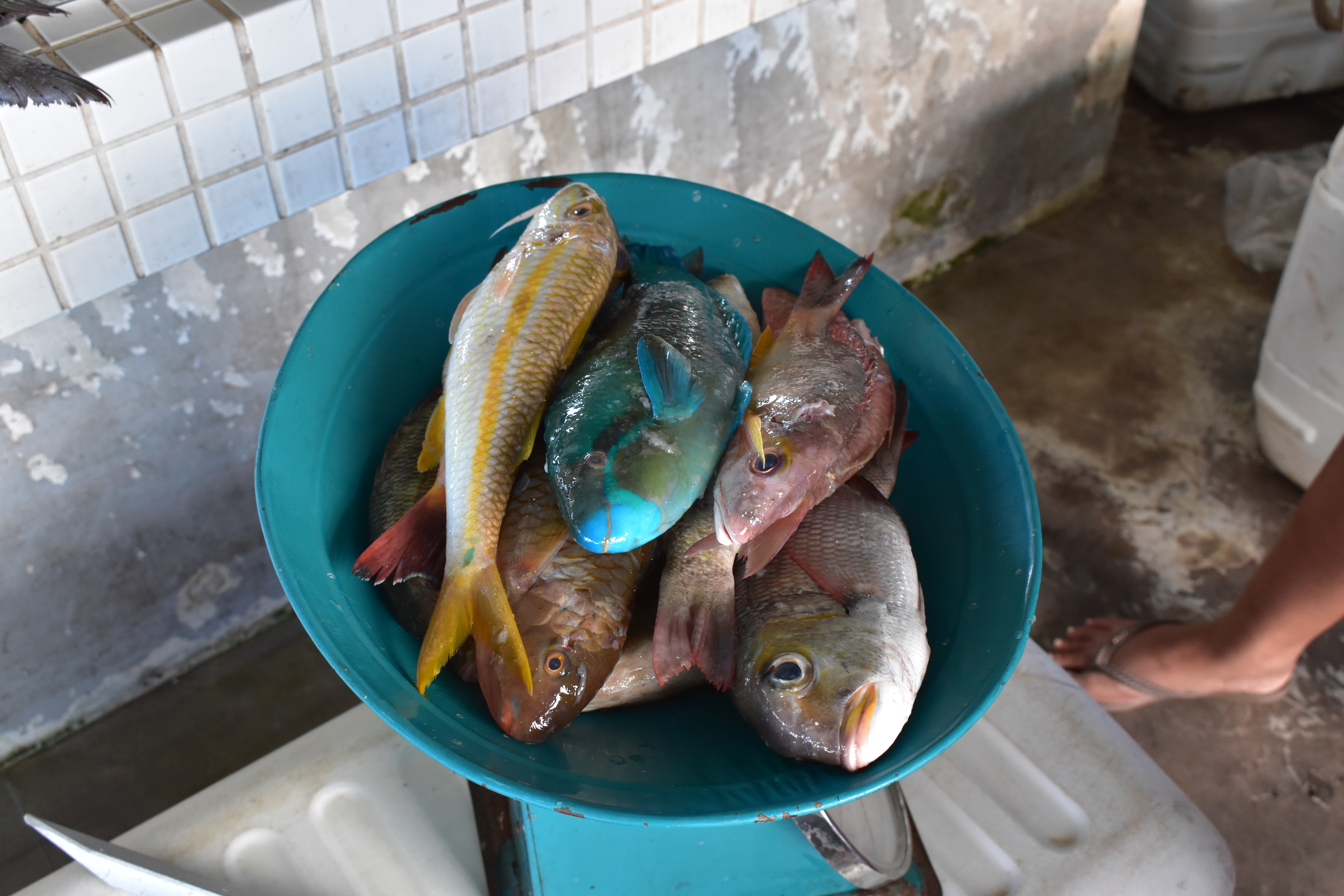 Coastal Comanagement in Samoa – Barbara Quimby, PhD