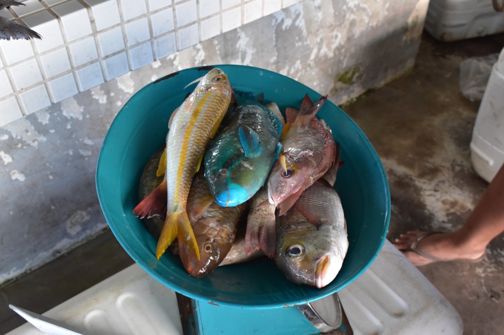 A turquoise scale holds a group of colorful reef fish at the Apia Fish Market in Samoa. 